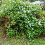DSCI0673